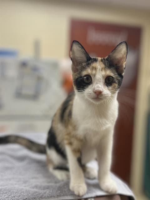 Maple - Domestic Short Hair