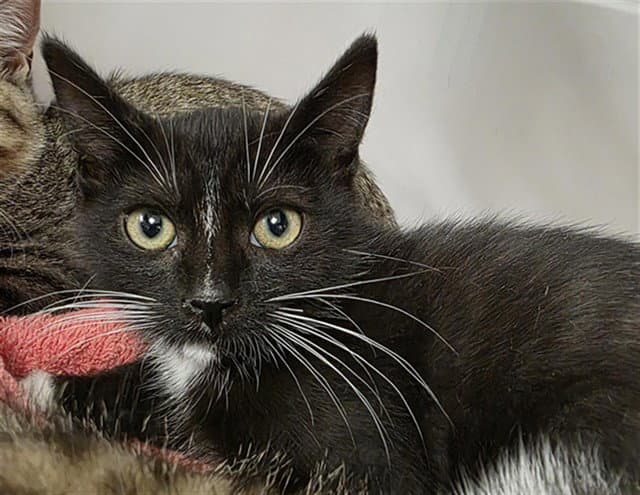 Tim The Wizard - Domestic Short Hair