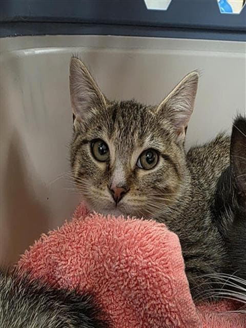 Princess Queen - Domestic Short Hair