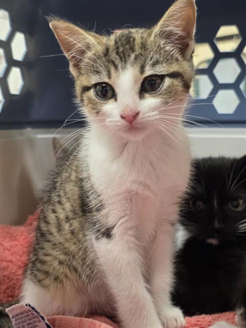 Magic Marker - Domestic Short Hair
