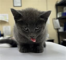 Cat image 1