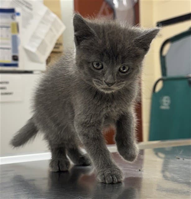 Cookie Dough - Domestic Short Hair