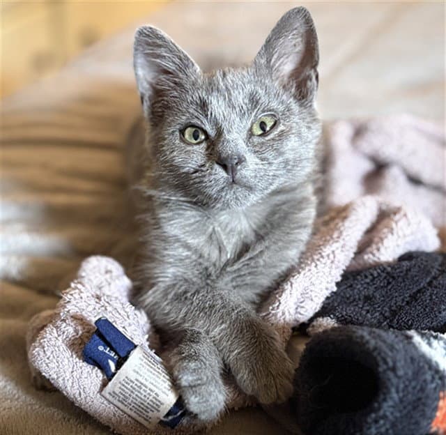 Meep - Domestic Short Hair