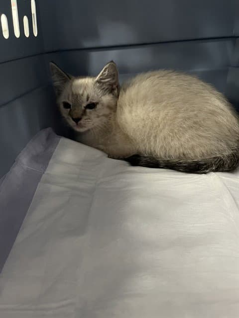 Arishi - Domestic Short Hair