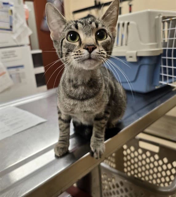 Eleven - Domestic Short Hair