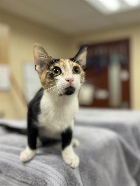 Pixie - Domestic Short Hair