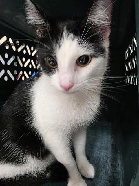 Betty - Domestic Short Hair