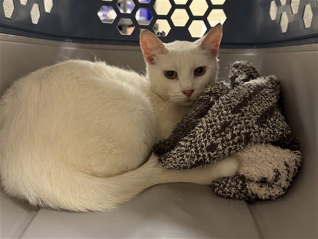 Chick Pea - Domestic Short Hair