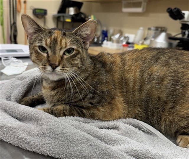 Unknown - Domestic Short Hair