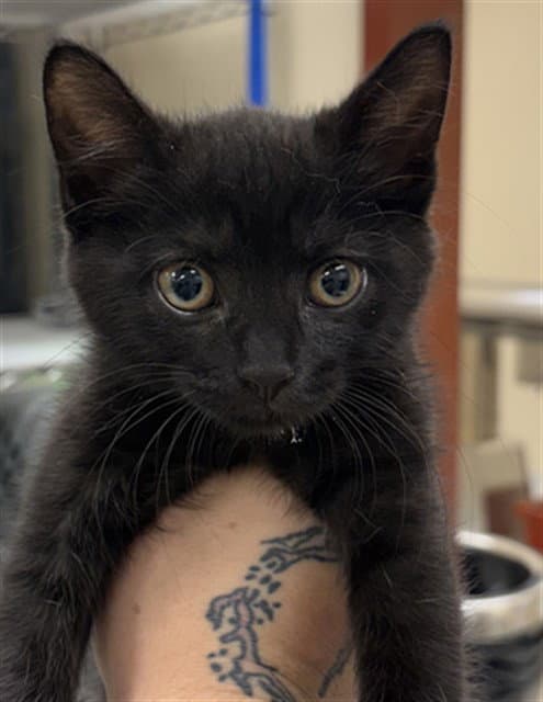 Wiggle - Domestic Short Hair