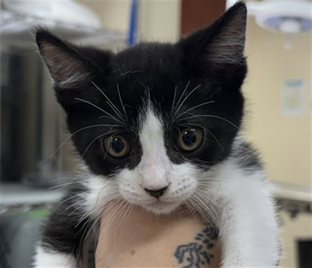 Wobble - Domestic Short Hair