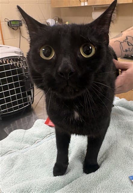 B Mo - Domestic Short Hair