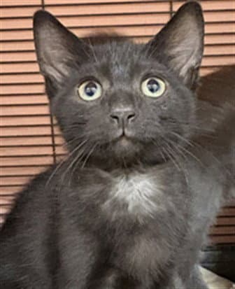Spritz - Domestic Short Hair