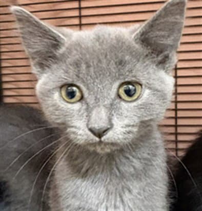 Sprite - Domestic Short Hair