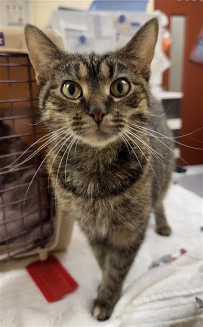 Miso - Domestic Short Hair
