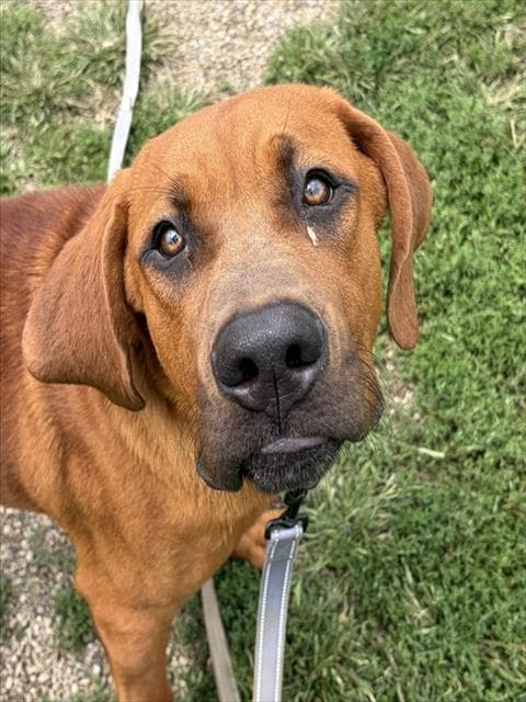 Sleepy - Redbone Coonhound