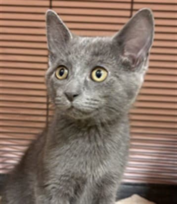 Soda - Domestic Short Hair