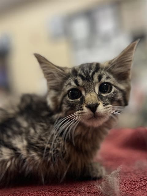 Flora - Domestic Medium Hair