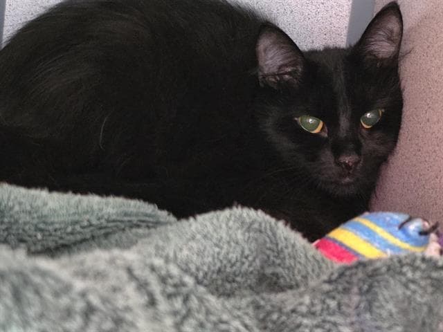 Santana - Domestic Long Hair