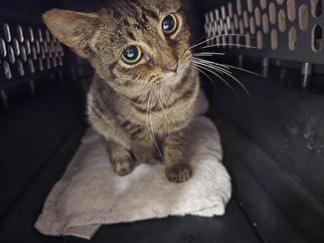 Cardamom - Domestic Short Hair