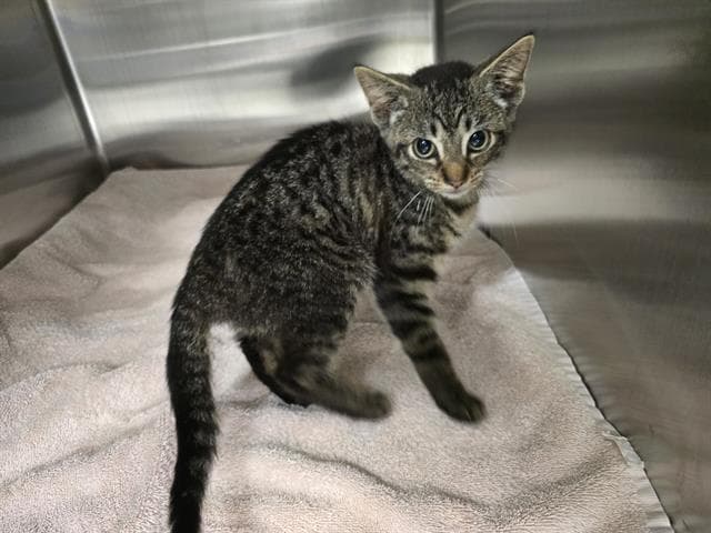 Caraway - Domestic Short Hair
