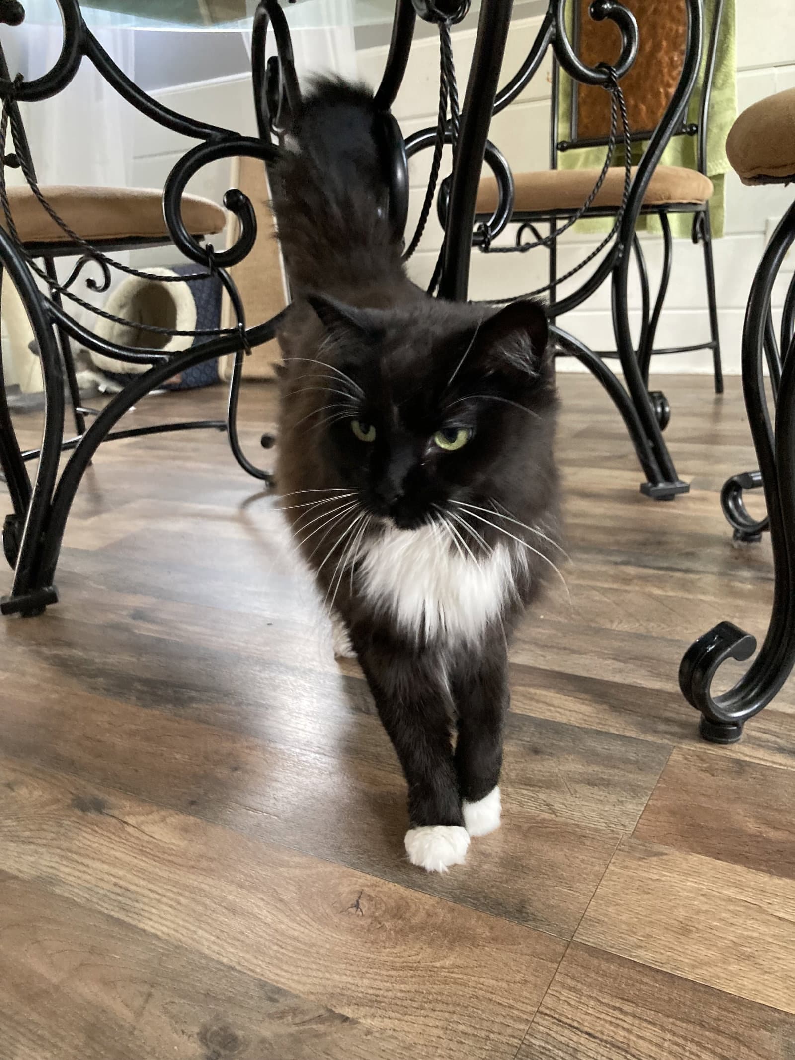 Autumn - Domestic Medium Hair