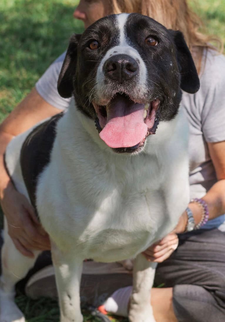 Mickey - Labrador Retriever