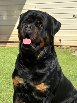 Remi image 1