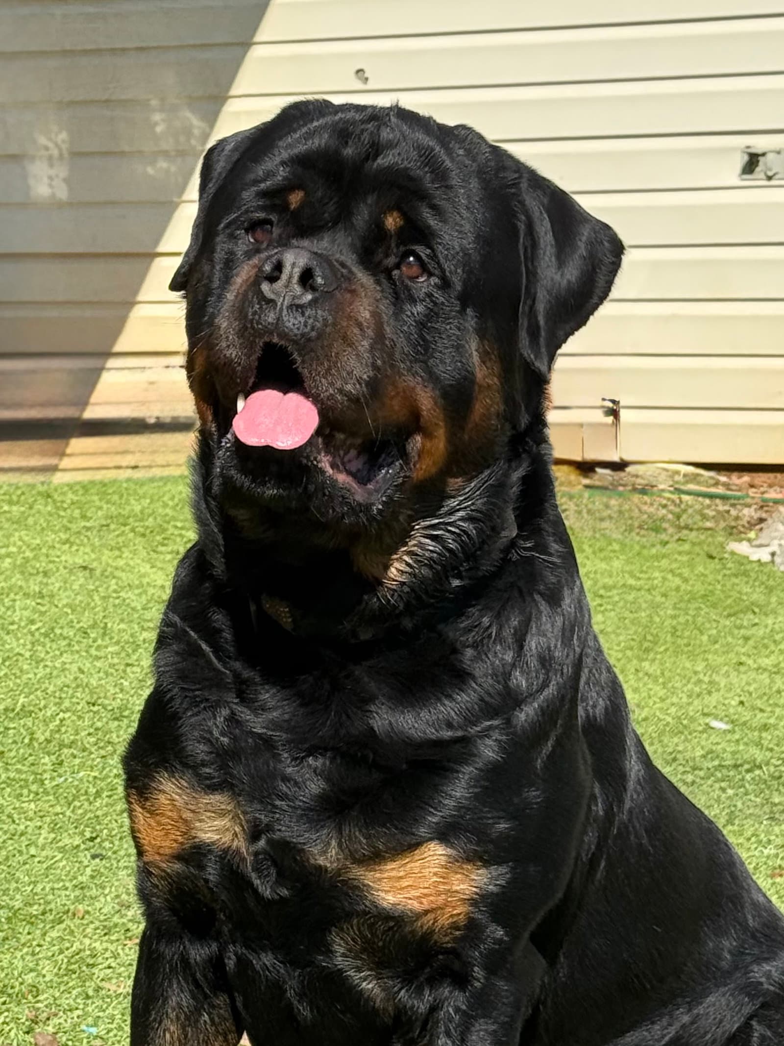 Remi - Rottweiler