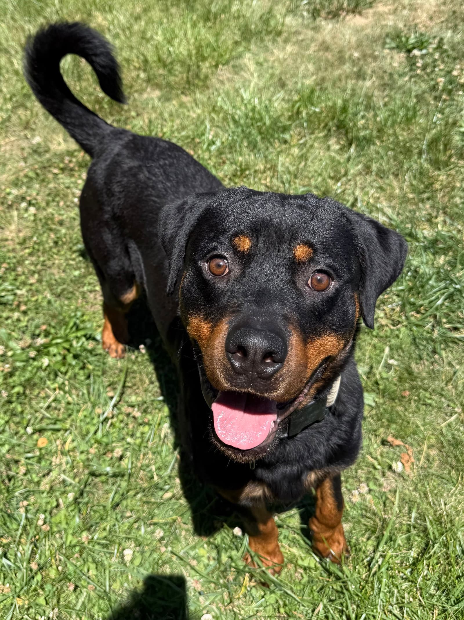 Einstein - Rottweiler