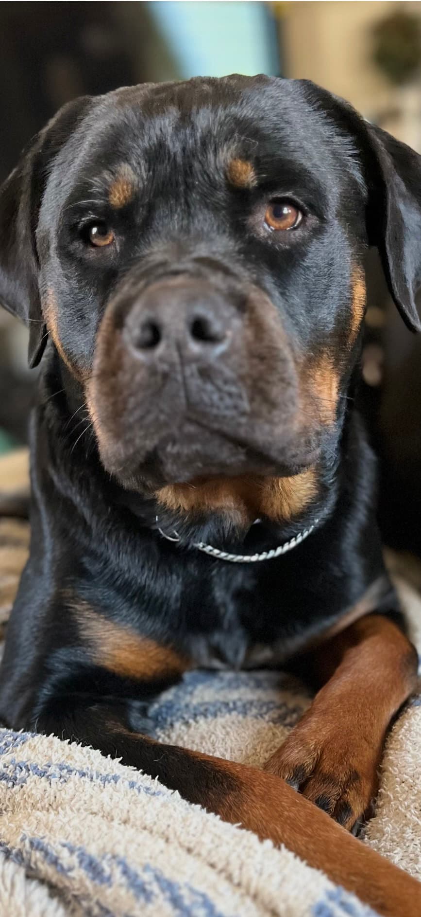 Lady Liberty - Rottweiler