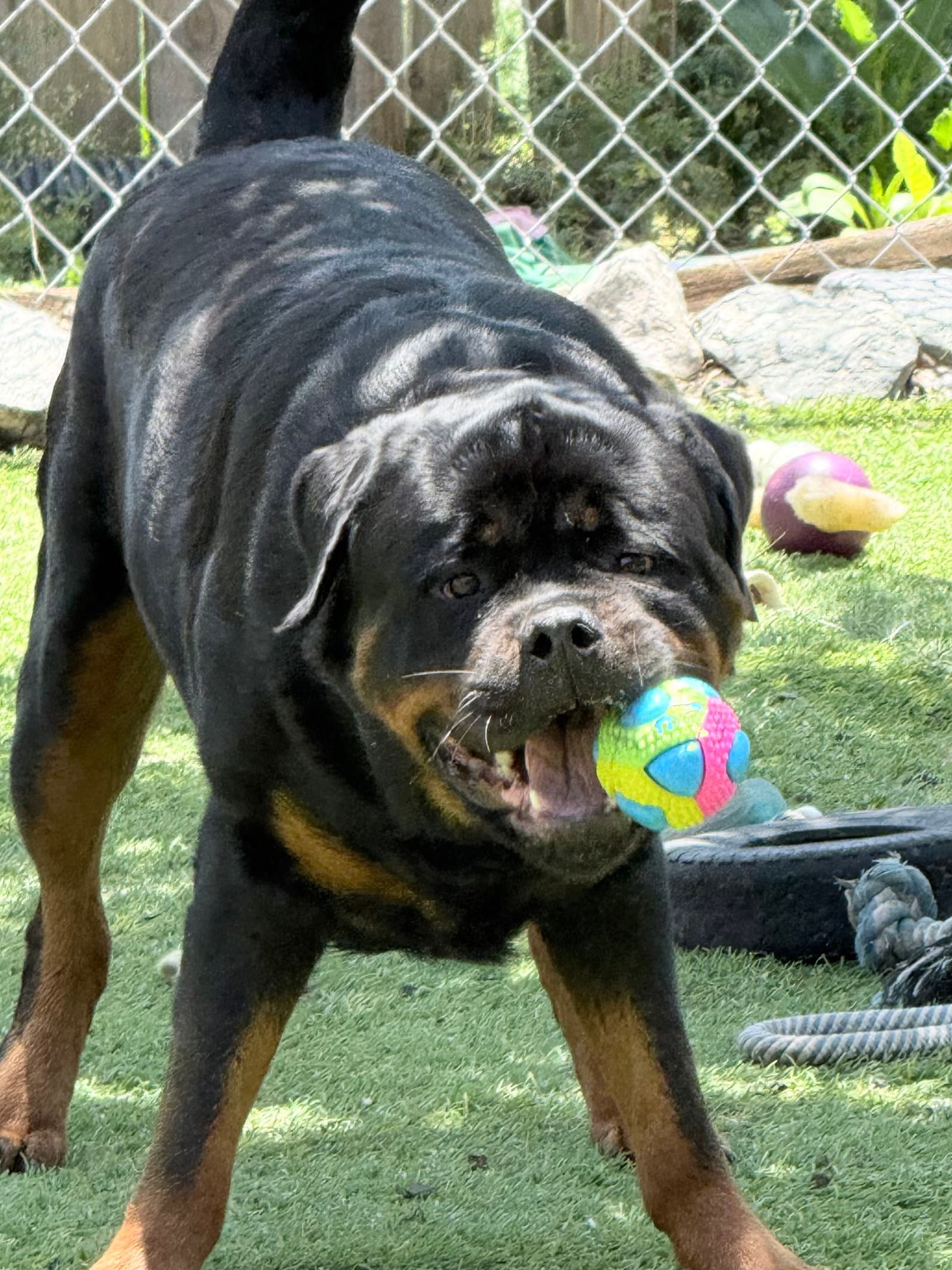 Big Poppa - Rottweiler