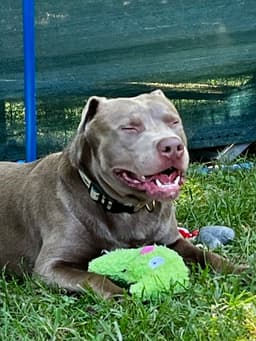 Cooper image 2