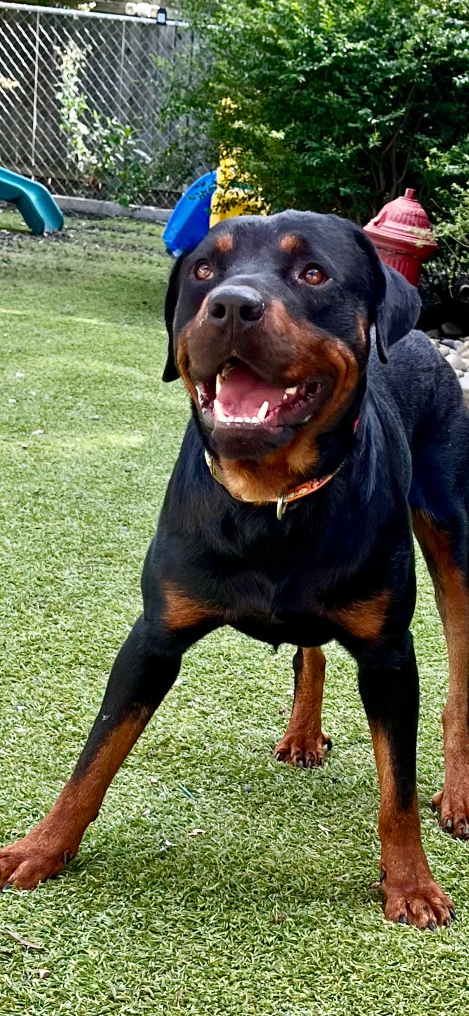 Ben - Rottweiler