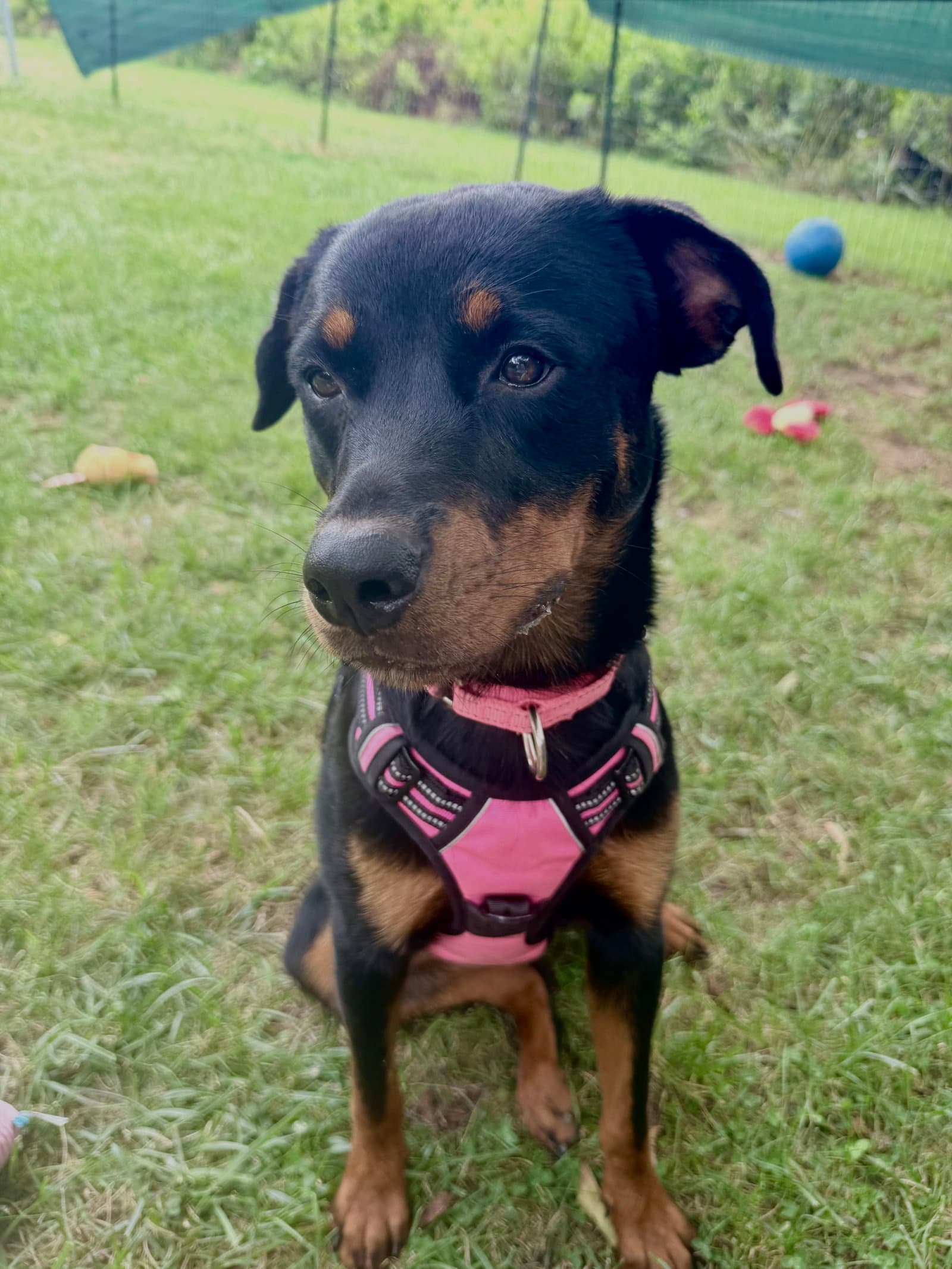 Haley - Rottweiler