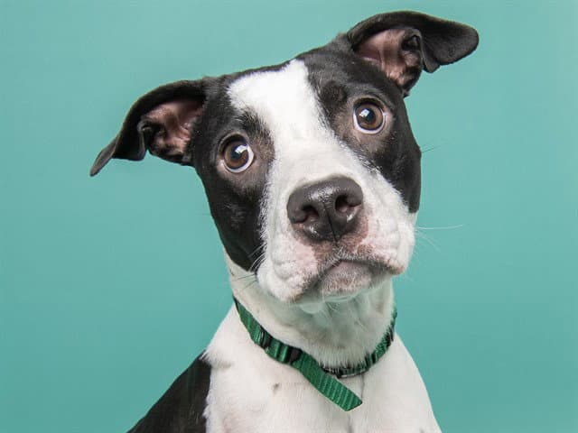 Marmee - Pit Bull Terrier