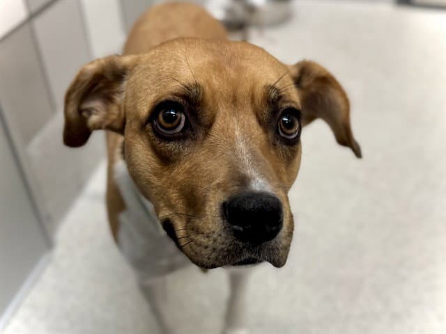 Layla - Boxer