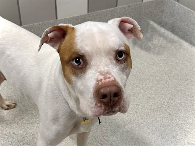 Nemo - Pit Bull Terrier