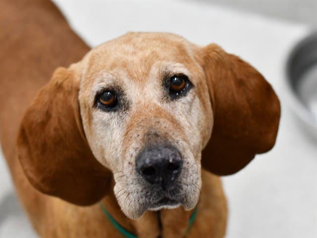 Ruby - Bloodhound