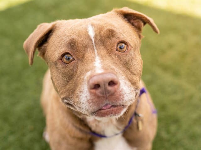 Zeus Allen - Pit Bull Terrier