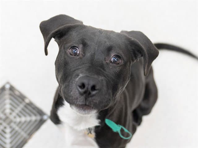 Cheerio - Pit Bull Terrier