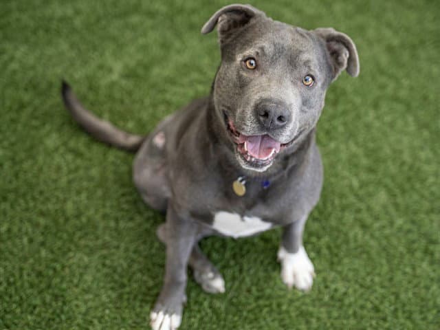 Crash - Pit Bull Terrier