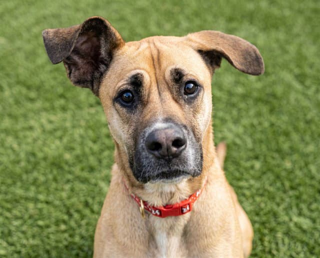 Guinness - Boxer