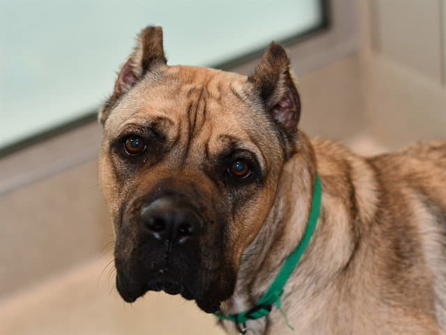 Ily - Cane Corso Mastiff