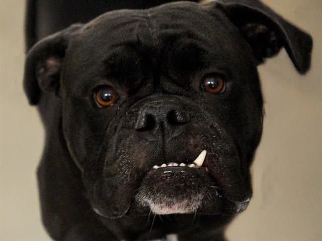 Carlos - Bulldog