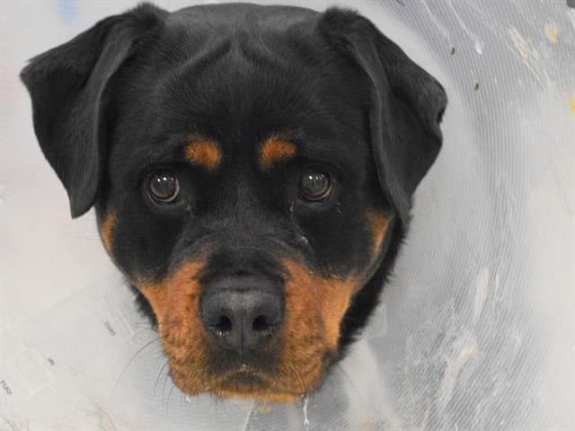 Penelope - Rottweiler