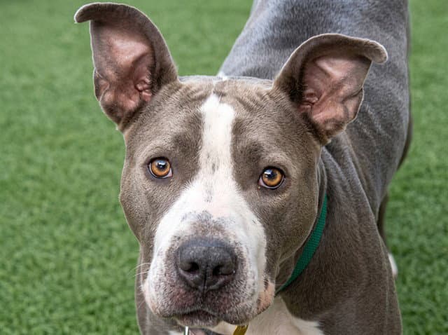 Diamond - Pit Bull Terrier