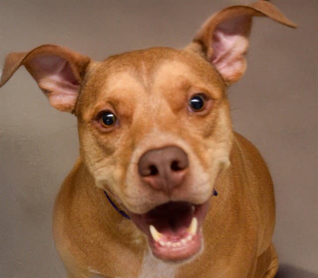 Roscoe - Pit Bull Terrier