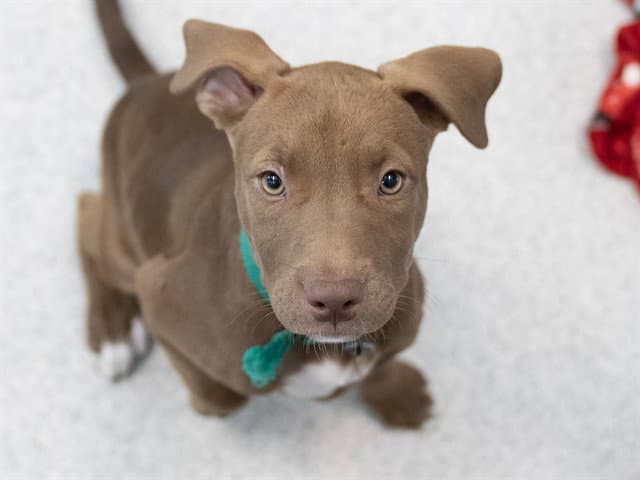 Monica - Pit Bull Terrier