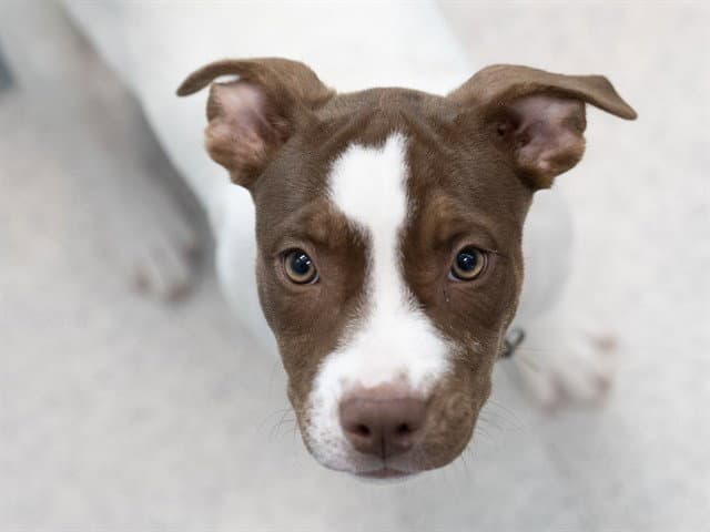 Phoebe - Pit Bull Terrier
